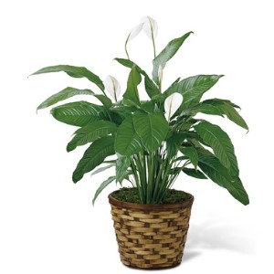 Spathiphyllum