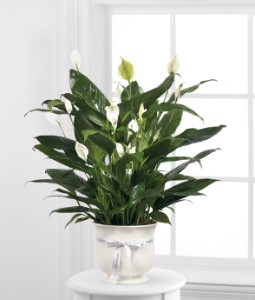 The FTD Comfort Planter