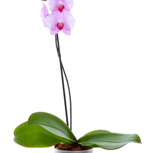 סחלב ורוד לב סגול