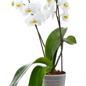 סחלב לבן טהור