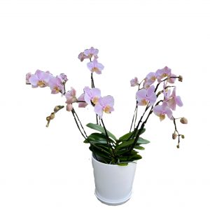 A multi-branch orchid